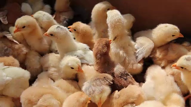 许多疯狂的小小鸡挤在纸板箱里，跳了起来视频下载