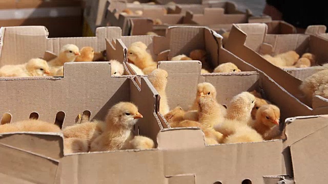 许多疯狂的小小鸡挤在纸板箱里，跳了起来视频下载