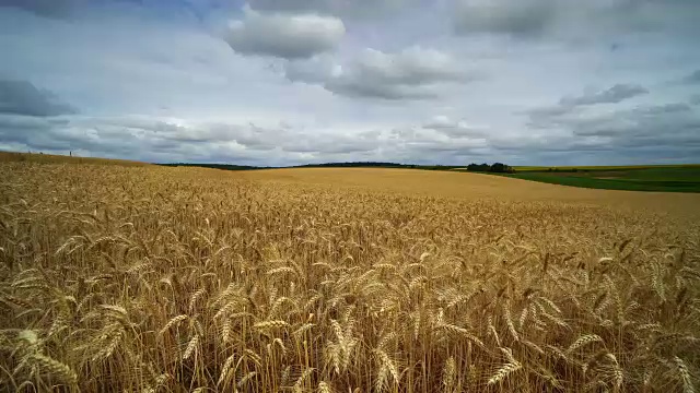 农业景观与麦田视频下载