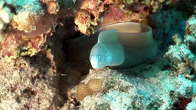 埃及红海下的有胡椒的海鳗(西伯利亚)。视频下载
