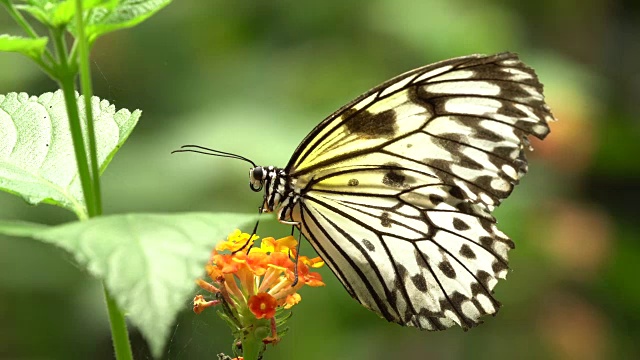 理想白纹蝶和日光蝶的摄食视频下载