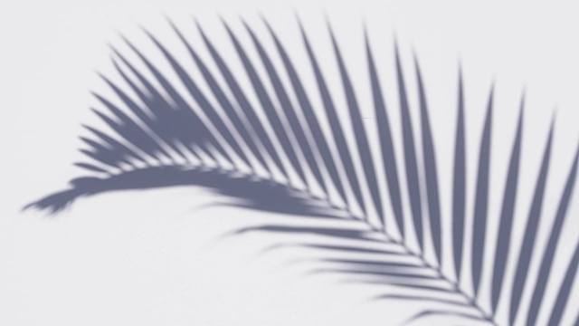 特写的影子棕榈叶在白墙背景的运动。视频素材