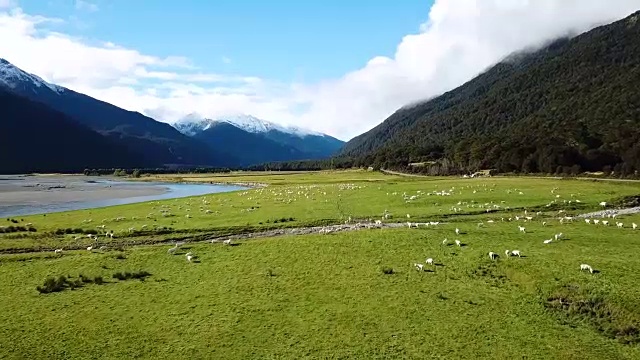 在顶视图的绿色草地上奔跑的白色羊群视频下载