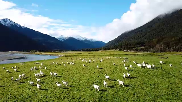 在顶视图的绿色草地上奔跑的白色羊群视频素材