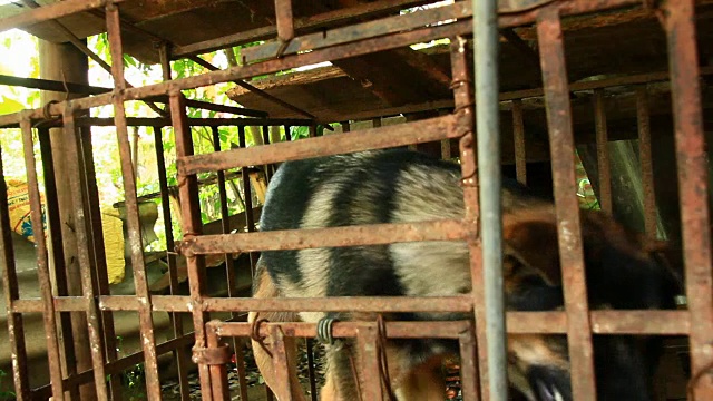 笼子里的小狗视频素材