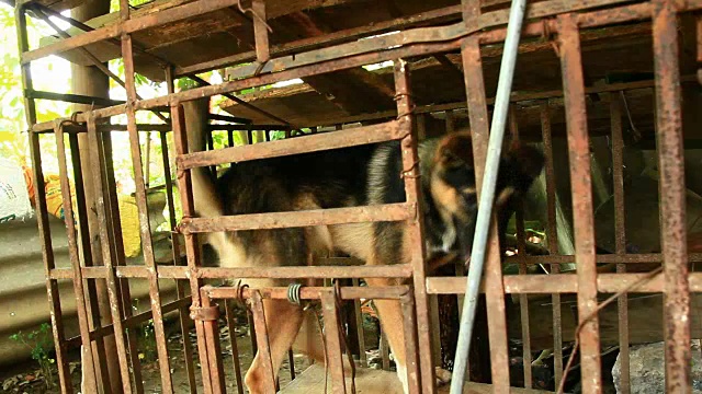 笼子里的小狗视频素材