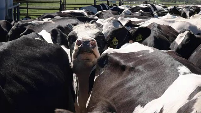 近距离拍摄的奶牛的脸在一个奶牛场在维多利亚视频下载