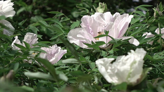 蜜蜂飞过一个开着粉红色花朵的牡丹花花丛，绿叶模糊了背景。慢动作，全高清视频，240fps, 1080p。视频下载