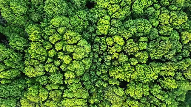 空中视频从一个德龙鸟瞰森林与绿色的树木和灌木丛。FullHD视频素材