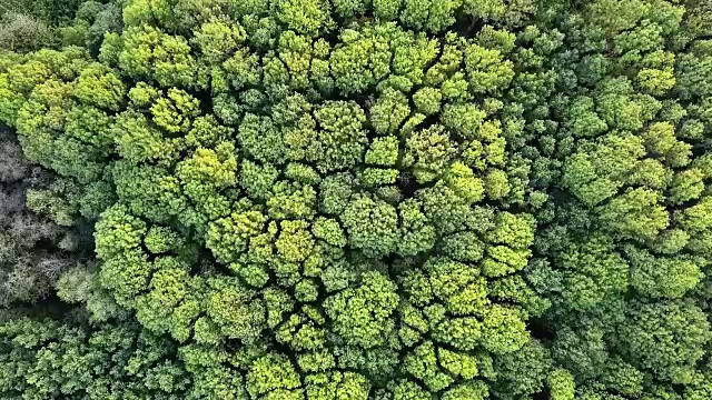 空中全景视频从无人机在FullHDa鸟瞰森林与绿色的树木和灌木丛。移动视频。视频素材