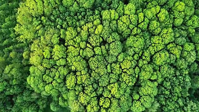 空中全景视频全高清无人机，鸟瞰森林与绿色的树木和灌木丛。照相机绕轴的圆周运动。视频素材