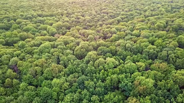 从无人机的空中全景视频，鸟瞰森林与绿色植物的不同年龄和高度。FullHD分辨率的视频。视频素材
