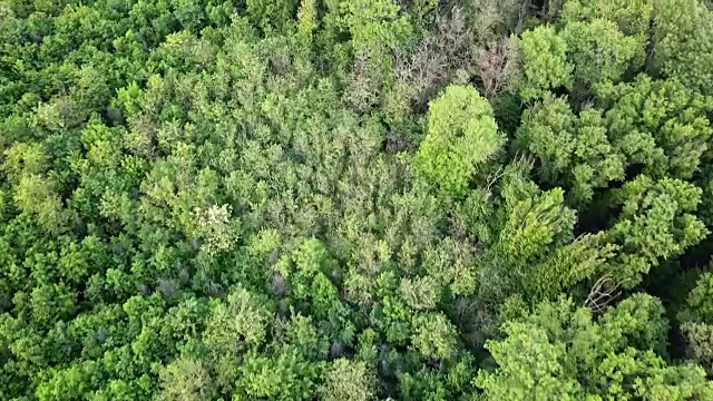 从无人机的空中全景视频，鸟瞰森林与绿色植物的不同年龄和高度。FullHD分辨率的视频。视频素材