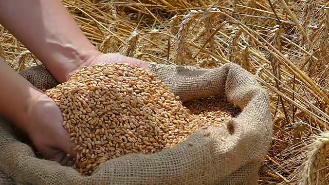 小麦是成功农民的粮食视频下载