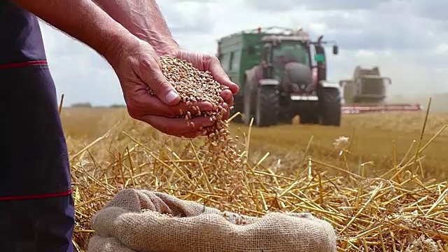 小麦收成视频下载