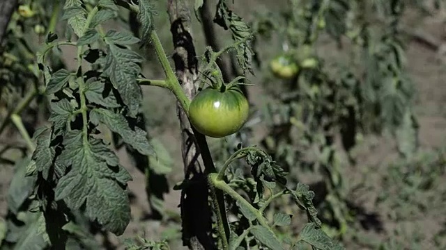 鲜绿的西红柿视频下载