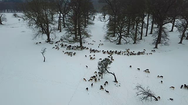 爱尔兰都柏林凤凰公园雪地里的鹿鸟瞰图。视频下载