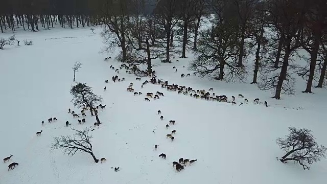 爱尔兰都柏林凤凰公园雪地里的鹿鸟瞰图。视频下载