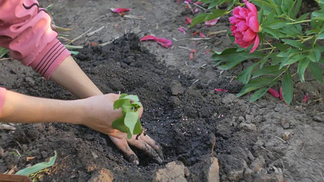 在一个蔬菜种植园里，女性手在地上种植卷心菜的绿色嫩芽。视频下载