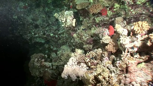美丽的红海泻湖背景下的海底自然。视频下载