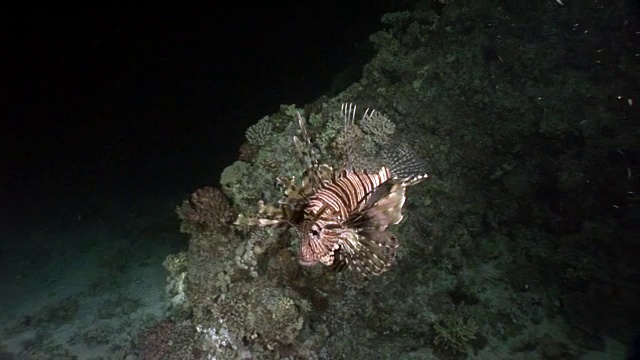 条纹有毒鱼一种常见的狮子鱼，生活在红海海底。视频下载