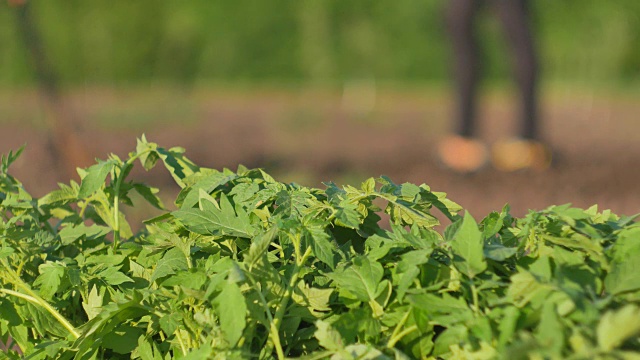 在一个蔬菜种植园里，一个女人和一个男人在地里种着绿色的西红柿嫩芽。视频下载