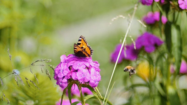 蝴蝶在绿色的背景上给粉红色的花授粉视频下载