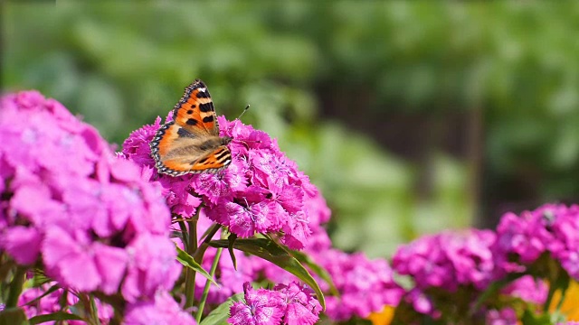 蝴蝶在绿色的背景上给粉红色的花授粉视频下载