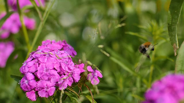 大黄蜂在粉红色的花朵上采集花蜜视频下载