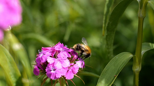 大黄蜂在粉红色的花朵上采集花蜜视频下载