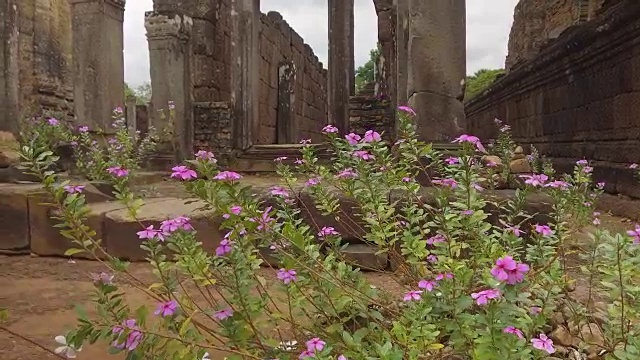 特写:生长在古代吴哥窟的紫色小花随风摇曳。视频素材