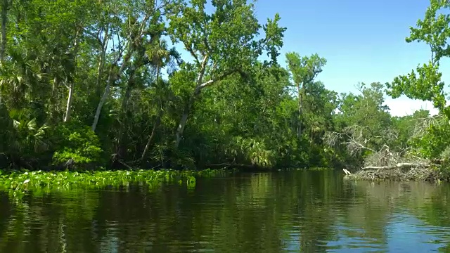 热带河流，河岸有森林视频素材
