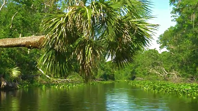 这条河在丛林中流过雨林视频素材