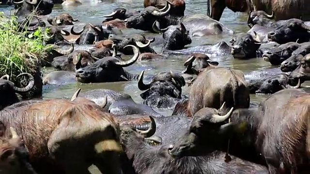 水牛群正在水中冷却。视频素材