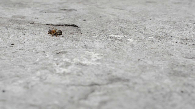 蚂蚁和蜜蜂都有时间流逝视频下载