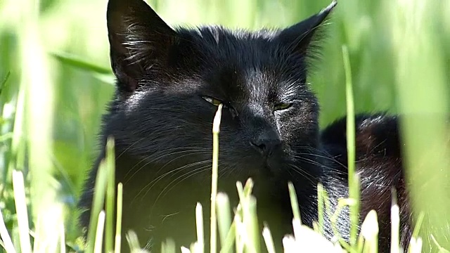 在一个阳光明媚的日子里，黑猫在草地上休息视频下载