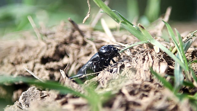 黑蚱蜢在吃草视频下载