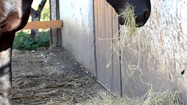 黑马正在吃草视频下载