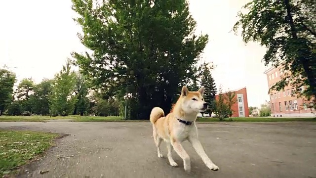多莉拍摄了美丽的日本志犬在公园里奔跑和舔鼻子的慢镜头。美丽的树木，草坪和建筑在背景中。视频素材