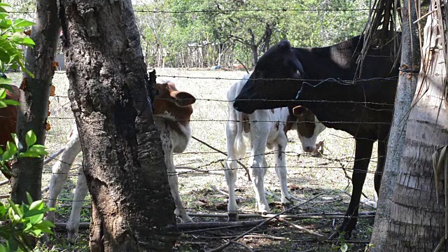 母牛和小牛视频下载