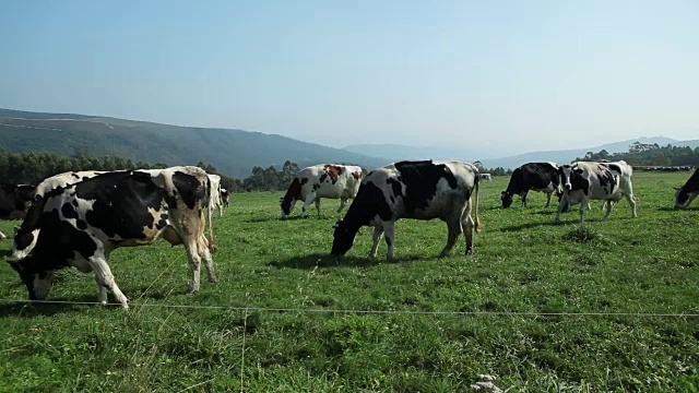 在山区草地上吃草的奶牛视频下载