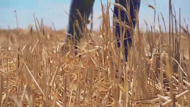 女农学家走在新割的农田上的脚的观点视频下载
