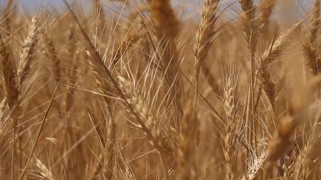 慢镜头通过干旱作物的耳朵向前移动视频下载
