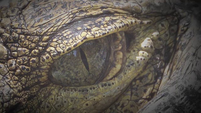 4K:鳄鱼闭上眼睛又睁开眼睛视频下载