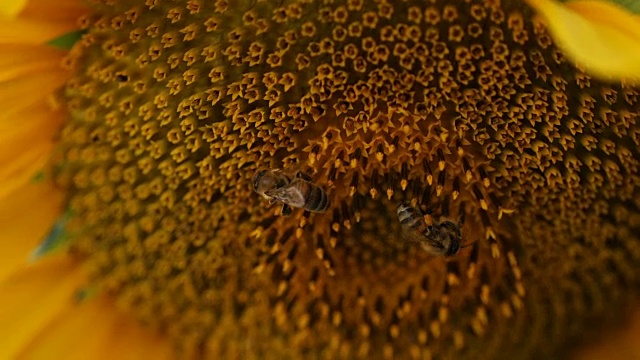 蜜蜂收集向日葵的微距镜头视频素材