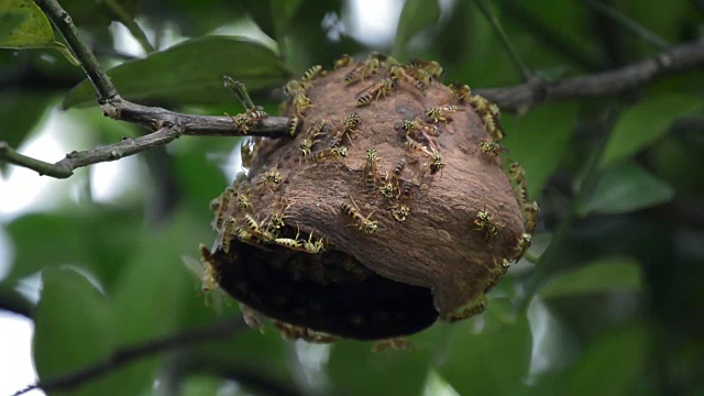 不完整的黄蜂的巢视频下载