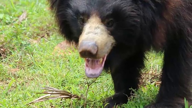 印度印度懒熊视频下载