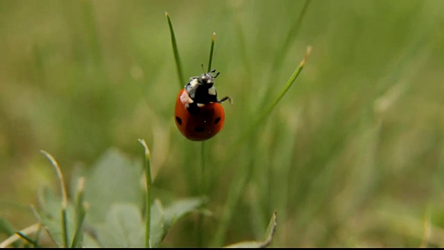 瓢虫在草叶上展示了一只美丽的昆虫视频下载