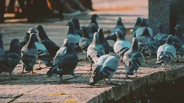 公园里的鸽子视频下载