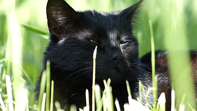 可爱的小黑猫在外面的绿草里呜呜叫视频下载